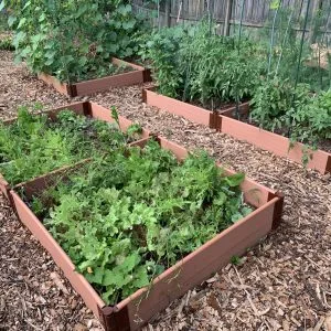 Organic mulch for vegetable garden